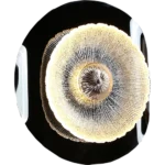 ⁦ابليك مودرن اسود لون الانارة اصفر 3W⁩ - الصورة ⁦4⁩